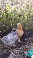 /album/p-tites-poulettes1/a20150319-142511-jpg/